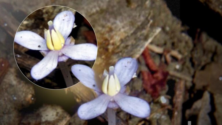 A snail survey led to a long-unrecorded plant in Masungi