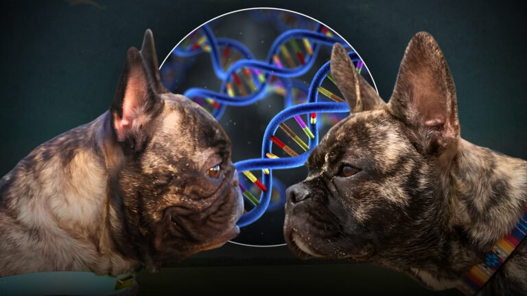 A French Bulldog’s face cannot tell the whole health story